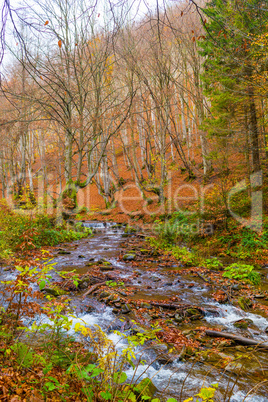 Autumn forest with river