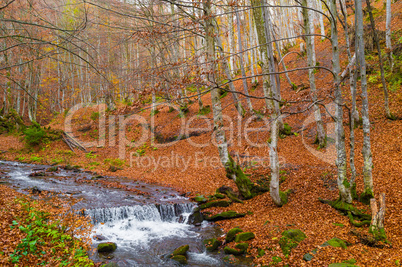 Autumn forest with river