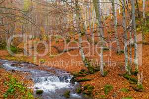 Autumn forest with river