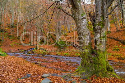 Autumn forest with river