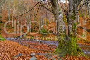 Autumn forest with river