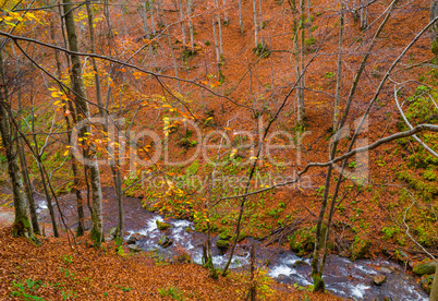 Autumn forest with river