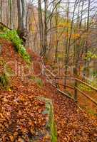 Autumn forest with leaves lying on the ground