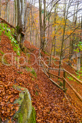 Autumn forest with leaves lying on the ground