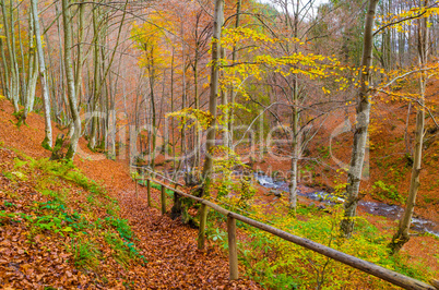 Autumn forest with river