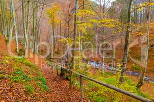 Autumn forest with river