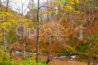 Autumn forest with river