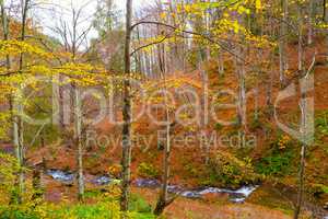 Autumn forest with river