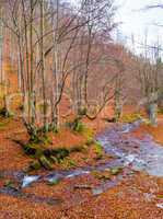 Autumn forest with river