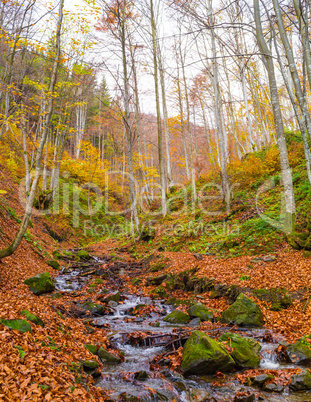 Autumn forest with river