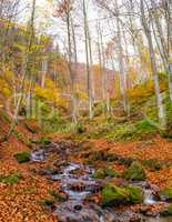 Autumn forest with river