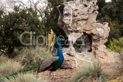 Blue and green male peacock Pavo muticus