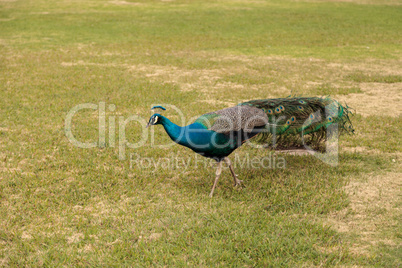 Blue and green male peacock Pavo muticus