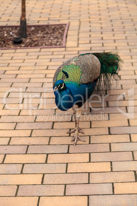 Blue and green male peacock Pavo muticus