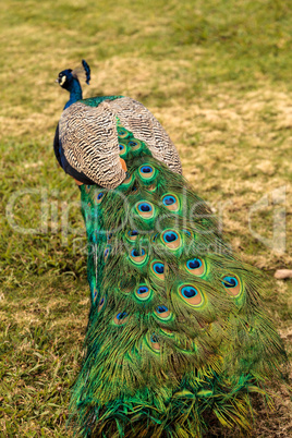 Blue and green male peacock Pavo muticus