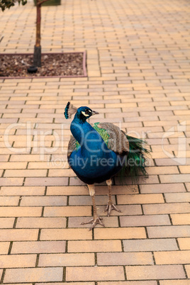 Blue and green male peacock Pavo muticus