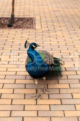 Blue and green male peacock Pavo muticus