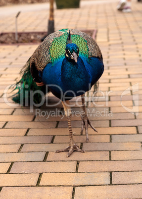 Blue and green male peacock Pavo muticus