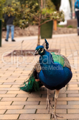 Blue and green male peacock Pavo muticus