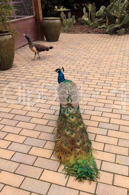 Blue and green male peacock Pavo muticus