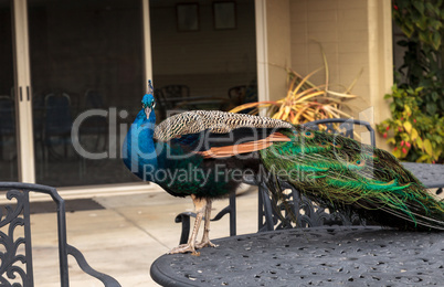 Blue and green male peacock Pavo muticus