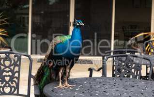 Blue and green male peacock Pavo muticus
