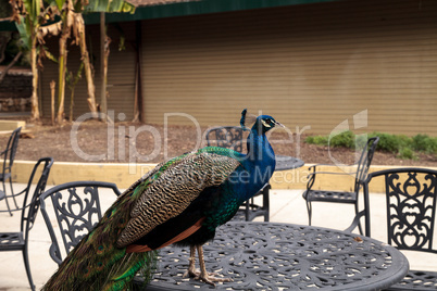 Blue and green male peacock Pavo muticus