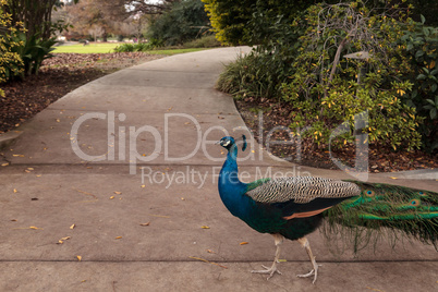 Blue and green male peacock Pavo muticus