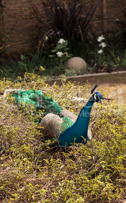 Blue and green male peacock Pavo muticus
