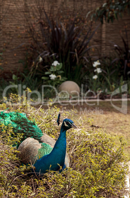 Blue and green male peacock Pavo muticus