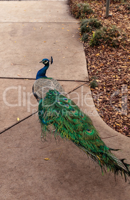 Blue and green male peacock Pavo muticus