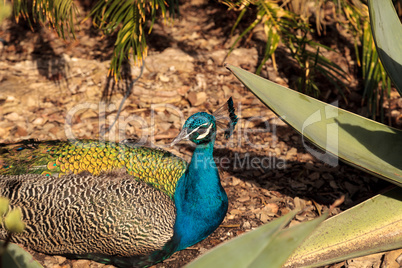 Blue and green male peacock Pavo muticus