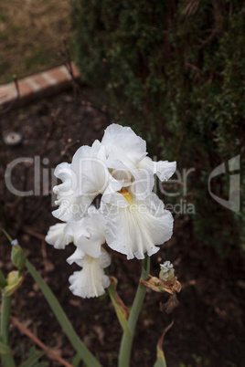 White bearded iris flower