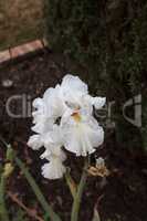 White bearded iris flower