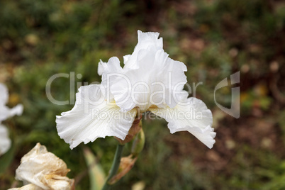 White bearded iris flower blooms