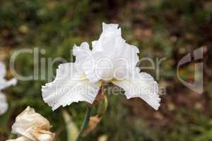 White bearded iris flower blooms