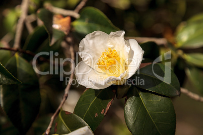 Camellia japonica white flower