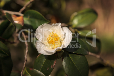 Camellia japonica white flower