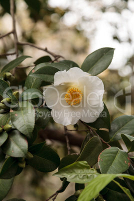 Camellia japonica white flower