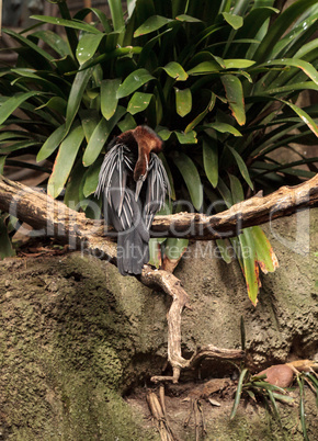 African Darter known as Anhinga rufa rufa