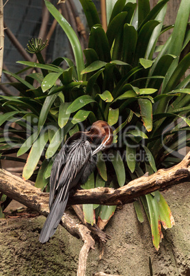 African Darter known as Anhinga rufa rufa