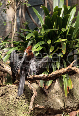 African Darter known as Anhinga rufa rufa