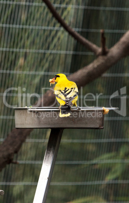 African golden oriole Oriolus auratus