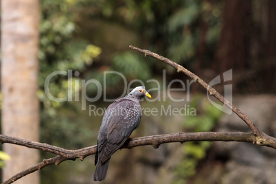 African olive pigeon Columba arquatrix