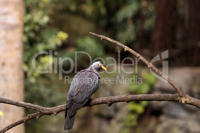 African olive pigeon Columba arquatrix