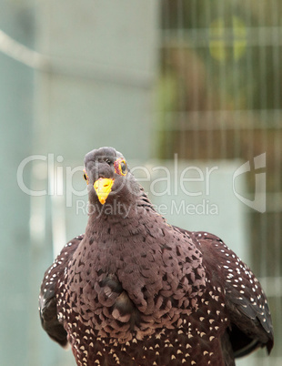 African olive pigeon Columba arquatrix