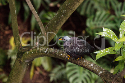 African olive pigeon Columba arquatrix