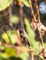 Male Annas Hummingbird Calypte anna