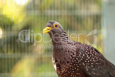 African olive pigeon Columba arquatrix