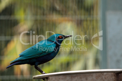 Blue eared glossy starling Lamprotornis chalybaeus